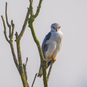 Kite-Black Winged