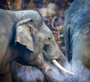 Elephants-Elephant